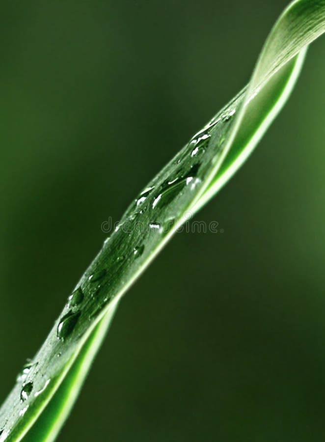 Bamboo Leaf