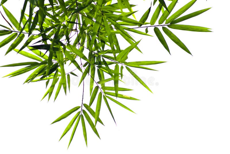 Bamboo leaf, Isolated stock photo. Image of isolated 17720884