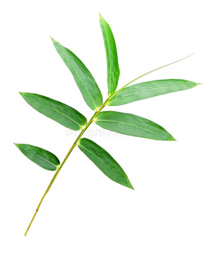 Bamboo leaf, Isolated stock photo. Image of fresh, tree 17720884