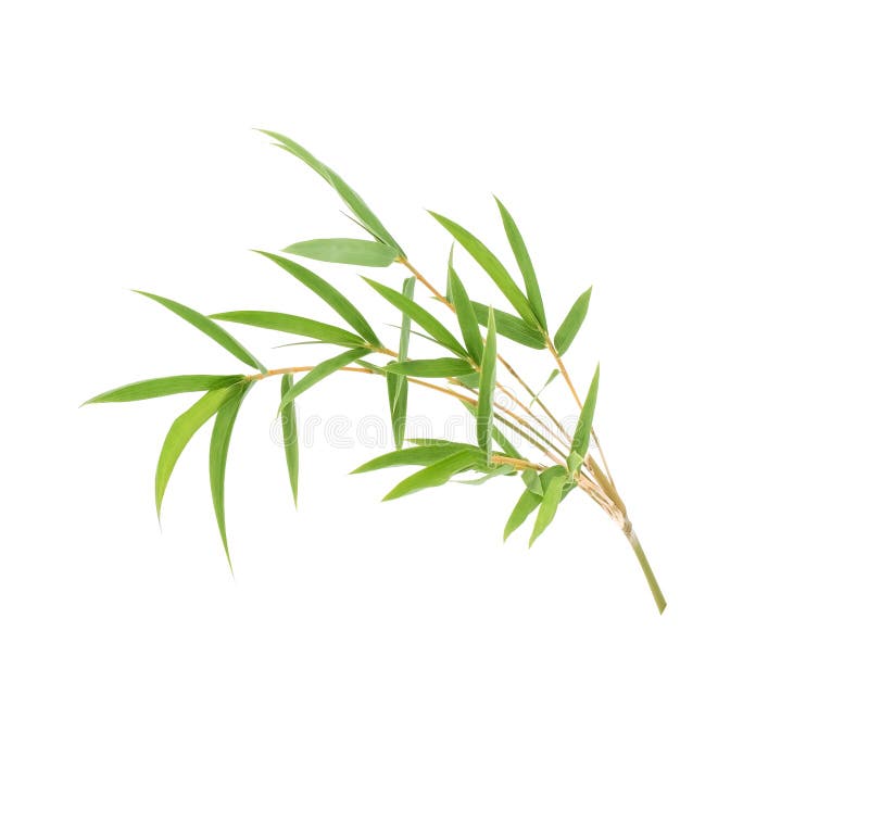 Bamboo Leaf Isolated on White Background, Bamboo Leaf Texture As