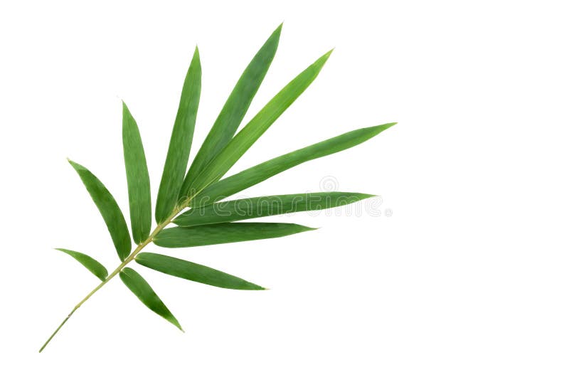Bamboo leaf isolated stock photo. Image of asian, chinese 152036762