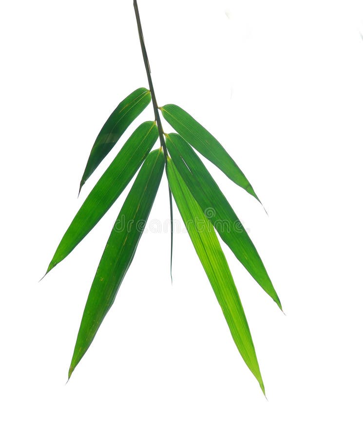 Bamboo leaves stock image. Image of oriental, flora, purity 14327405