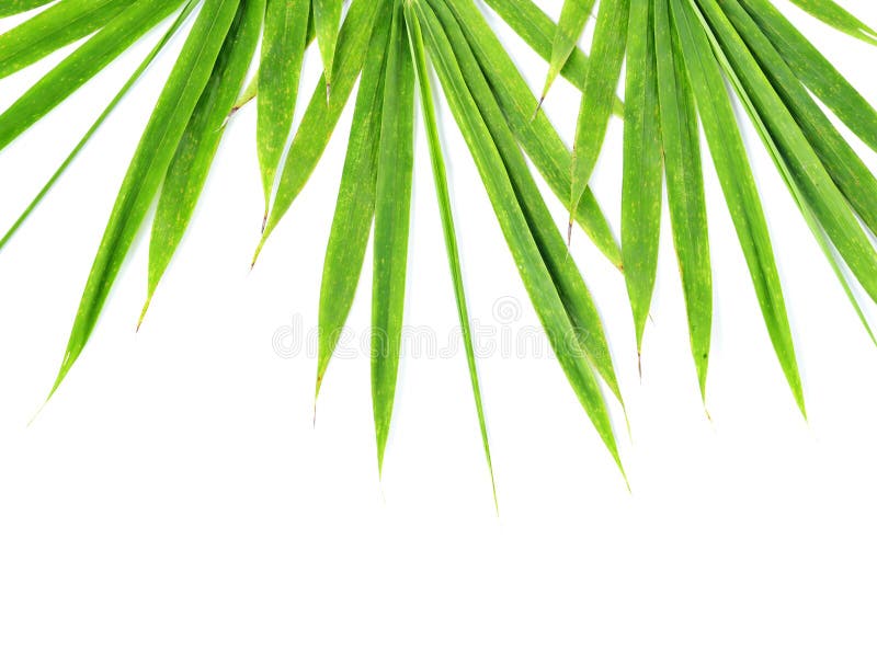 Bamboo leaves