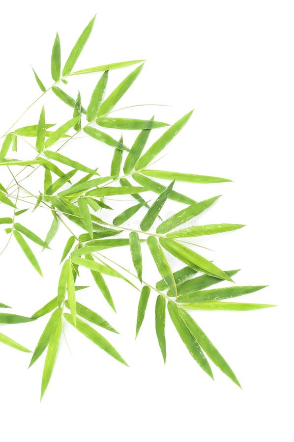 Bamboo leaves