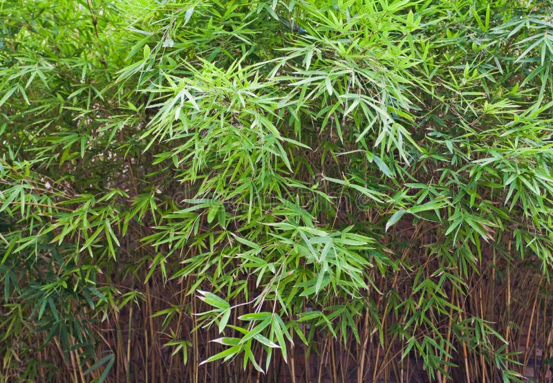 Immagine ad alta risoluzione di umido e di bambù, foglie isolato su sfondo bianco.