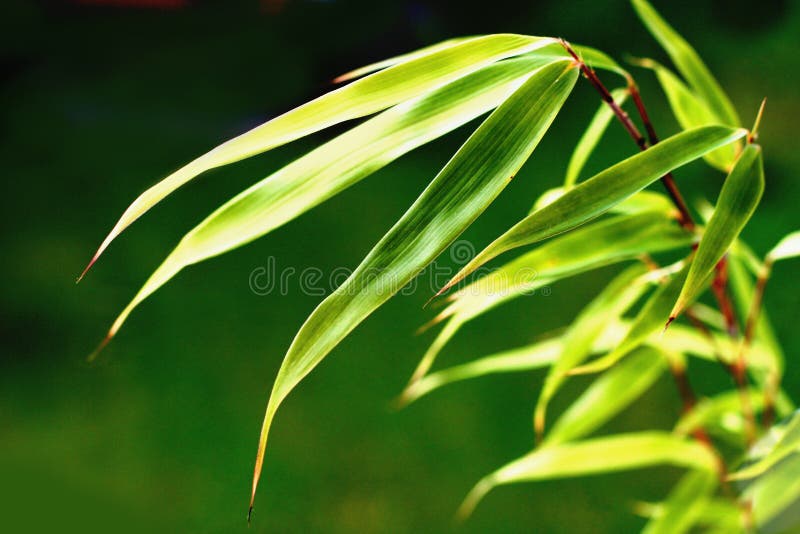 Bamboo leaves royalty free stock photography