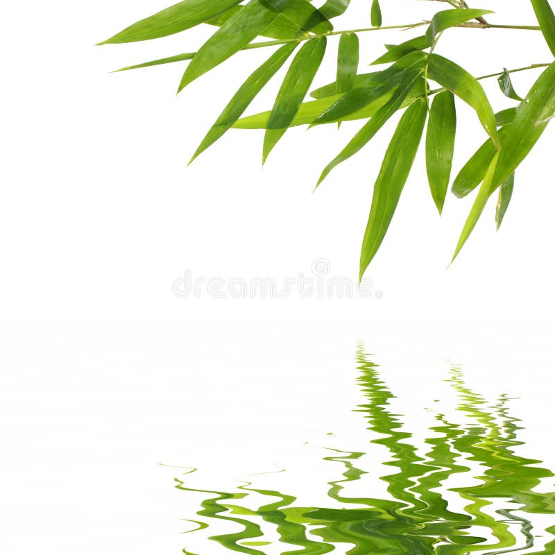 Bamboo leaves