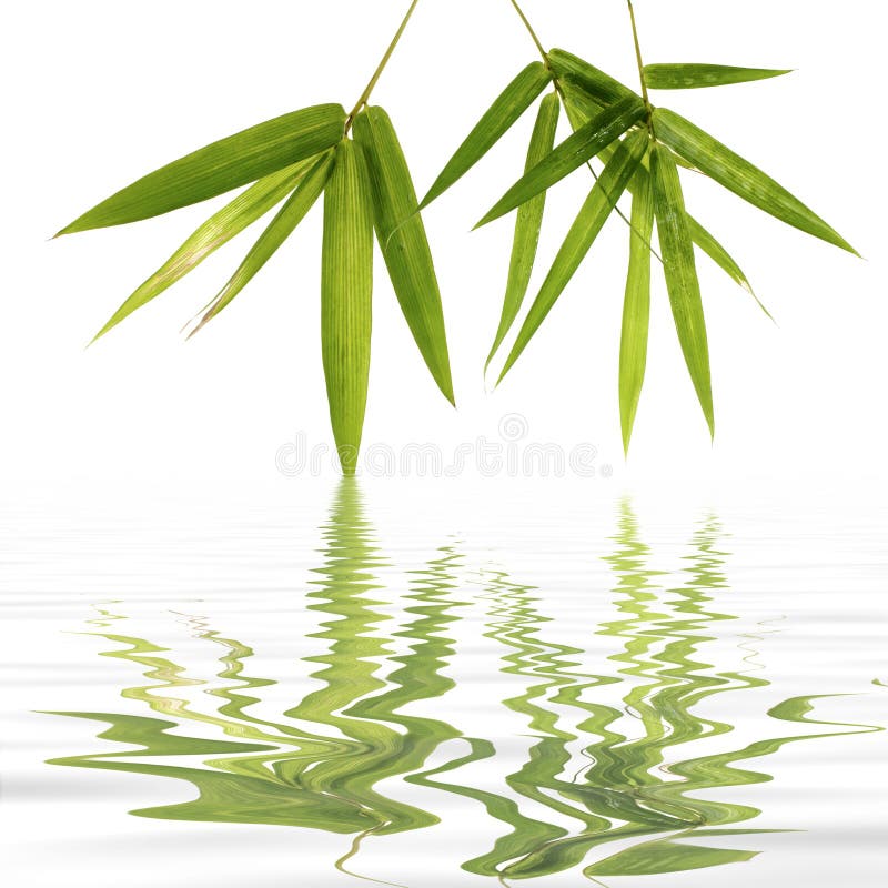 Bamboo leaves