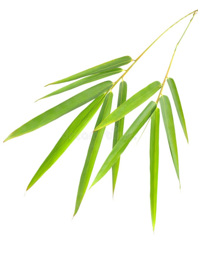 Bamboo leaves stock image. Image of healthy, color, like 9088885