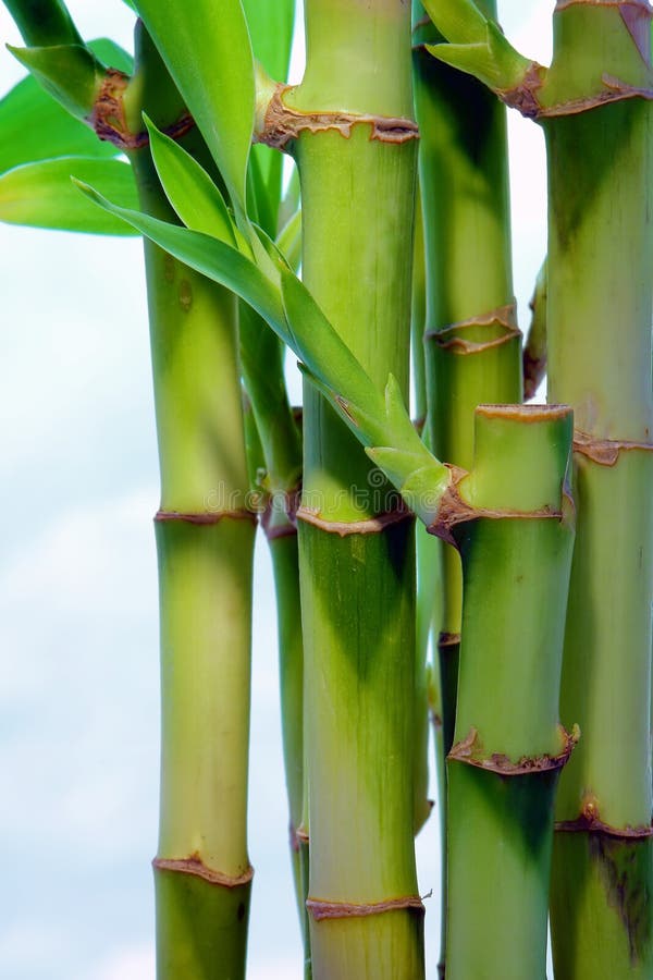 Bamboo Leaves over Cloudy Blue Sky