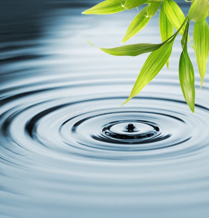 Bamboo leaves over water