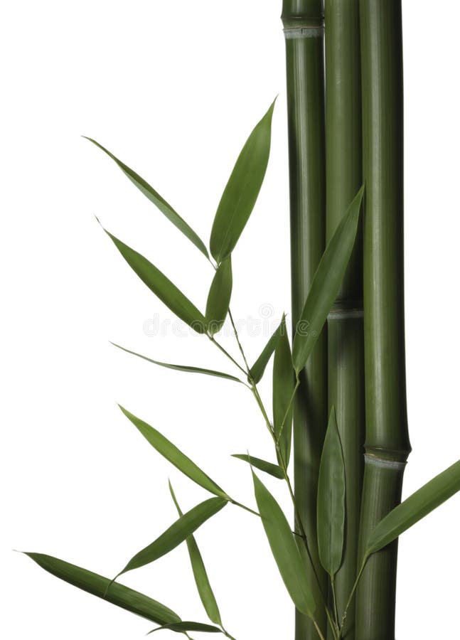 Bamboo Leaves And Stalks Royalty Free Stock Photo Image 26715185