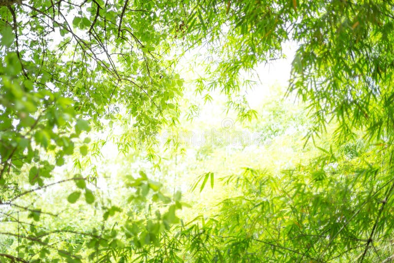 Bamboo Leaves with Sunlight Stock Photo Image of calm, grove 150072670