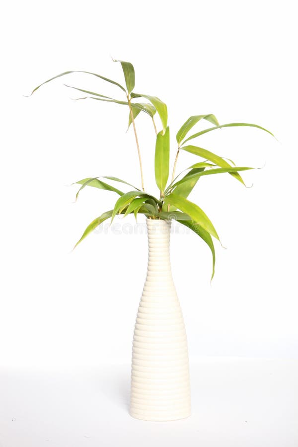 Bamboo in a vase stock photo. Image of botany, isolated 29760706