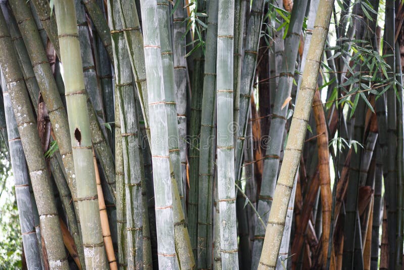 Bamboo Old Forest Background. Sri Lanka, Botanical Garden in Kandy