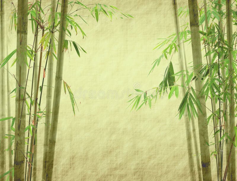 Bamboo on old paper stock photo. Image of floral, drops 185590934