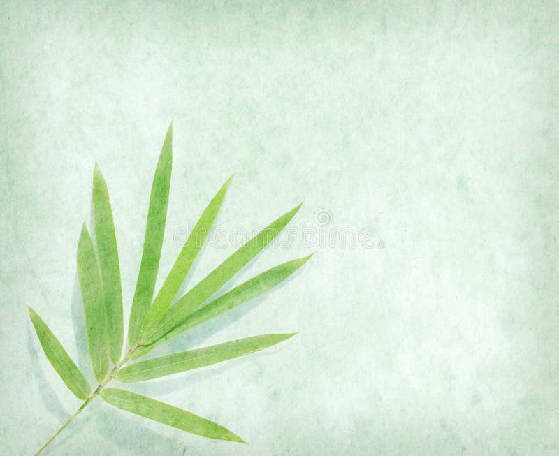 bamboo in paper bamboo in paper