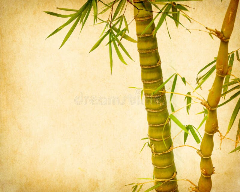 bamboo in paper bamboo in paper