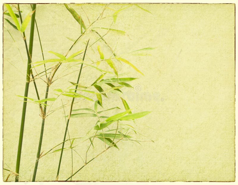 bamboo in the paper bamboo in the paper