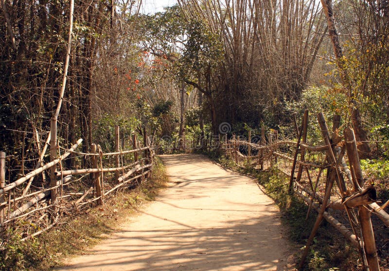 Bamboo Pathway through Kuruva Island