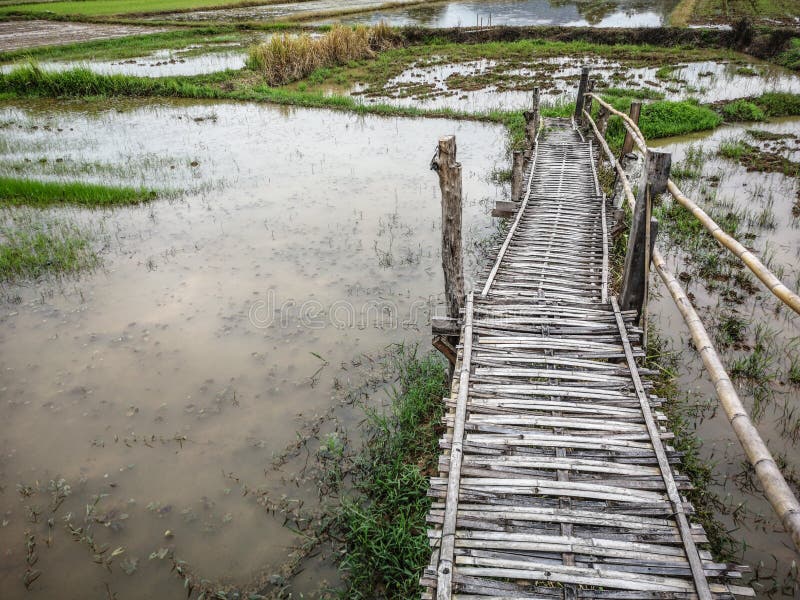 Bamboo Pathway in the Middle of Paddy Fields, Bamboo Walkway and
