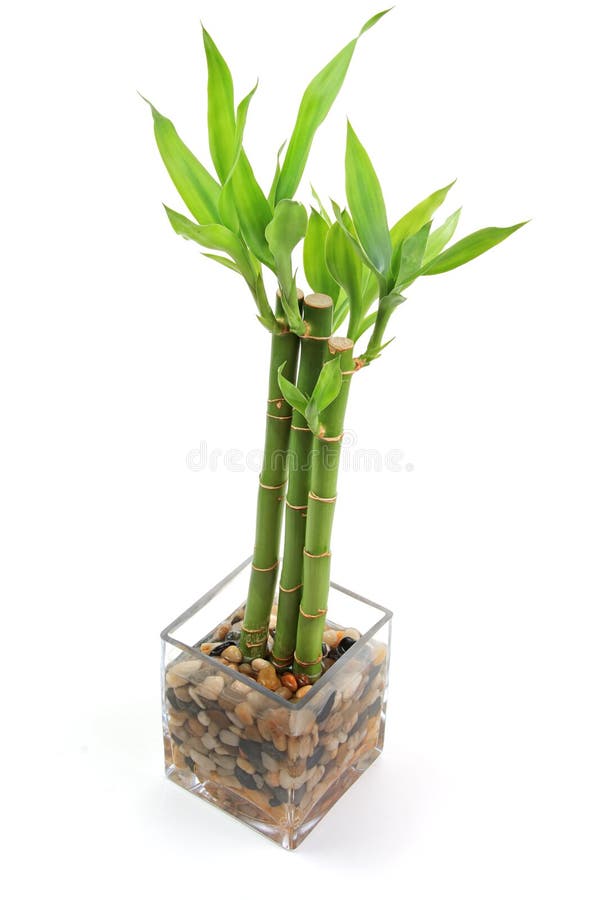 Bamboo in Black Vase stock photo. Image of curly, decoration 65462