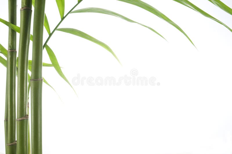 Bamboo Over White Background Stock Image - Image of tranquil, bamboo ...