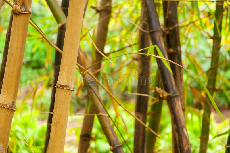 Bamboo Plant (Bambuseae) stock image. Image of environment 52528721