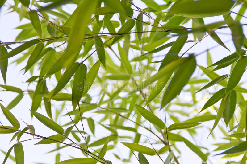 Bamboo plant detail stock images