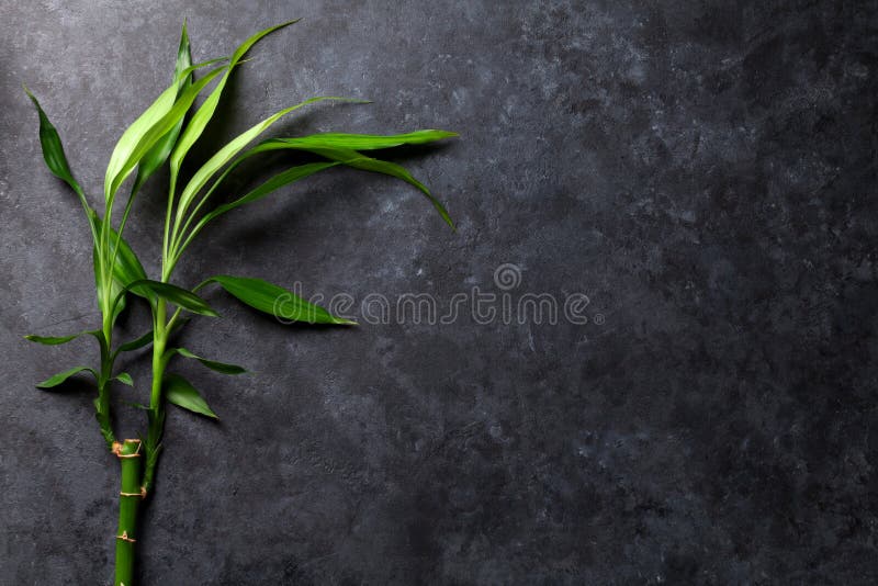 Bamboo plant over stone stock image. Image of rock, plant 70259141