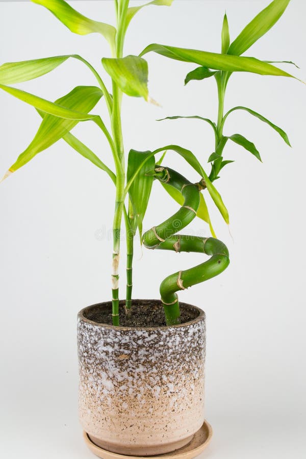 The Bamboo Plant in the Pot Stock Photo Image of isolated, stones
