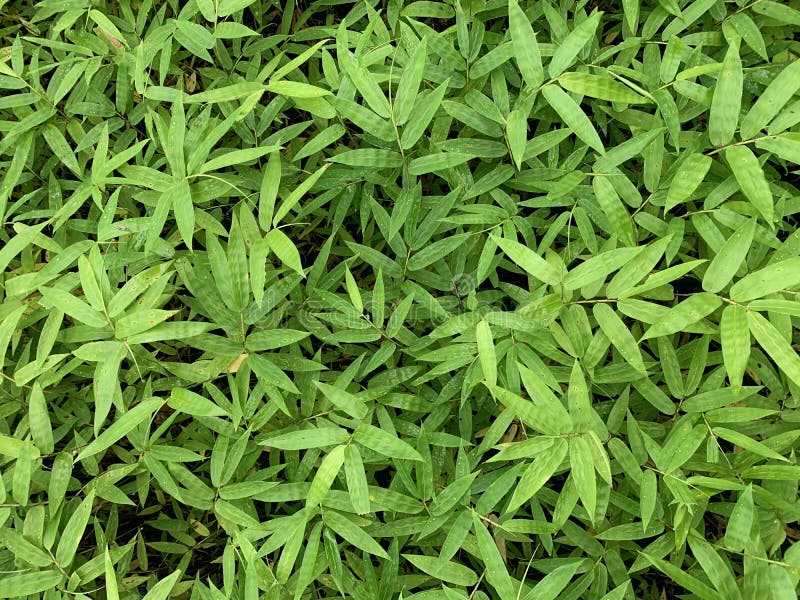 Bamboo Plant Seedlings in the Nursery for Natural Background Stock