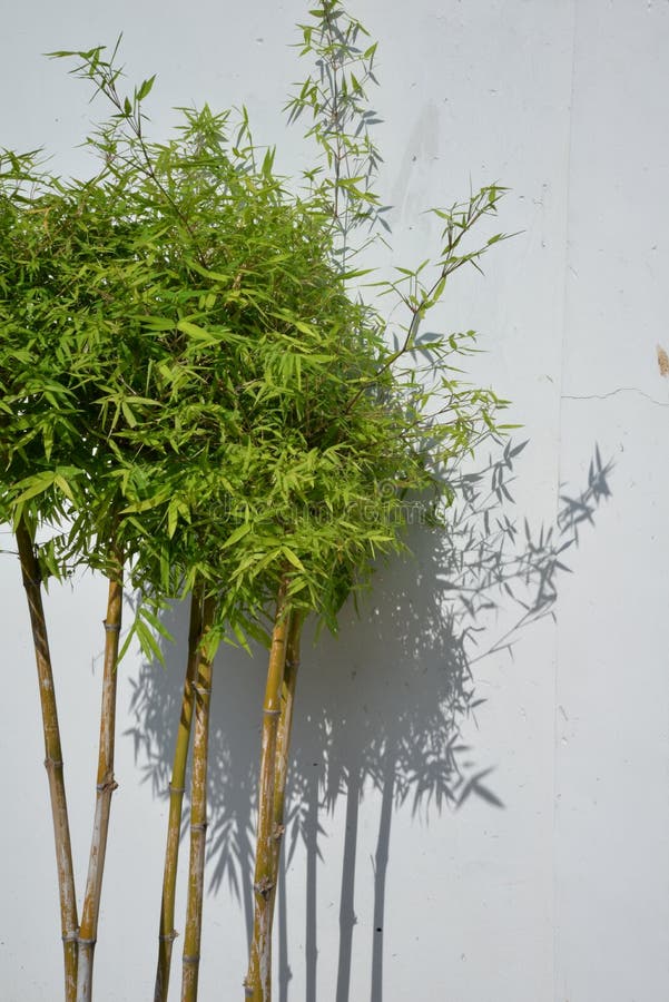 Bamboo plant shadow on a white wall stock image Bamboo plant shadow on a white wall stock image