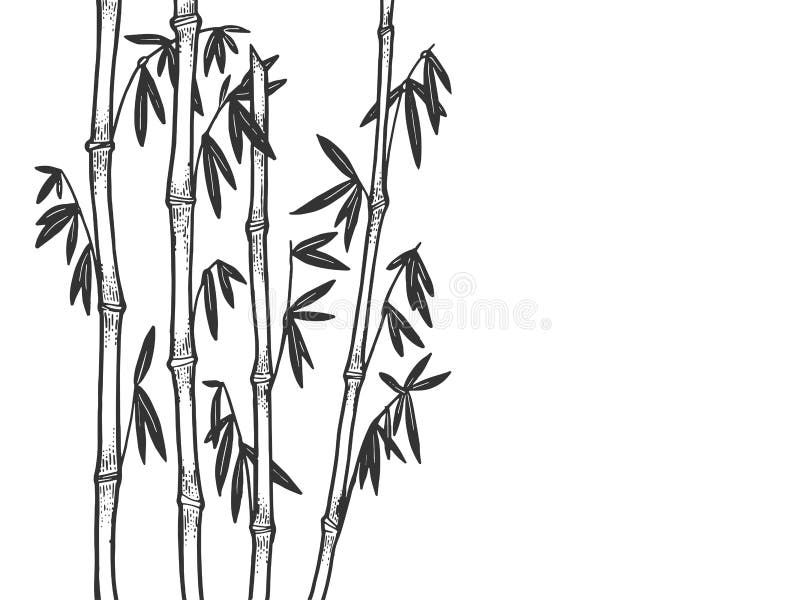 Featured image of post Bamboo Tree Drawing Black And White Panda china plant nature asia leaves japan green animal bamboo