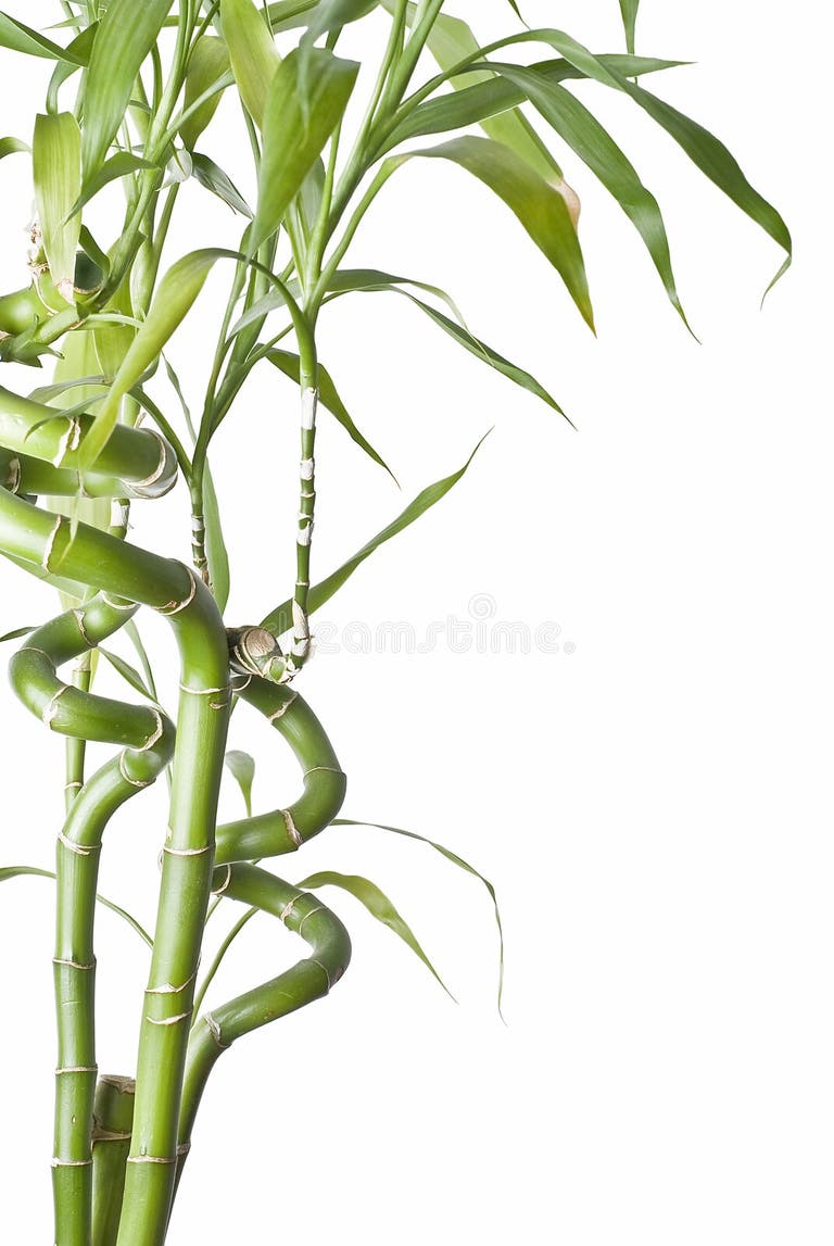 14,369 Bamboo Plants Stock Photos Free & RoyaltyFree Stock Photos