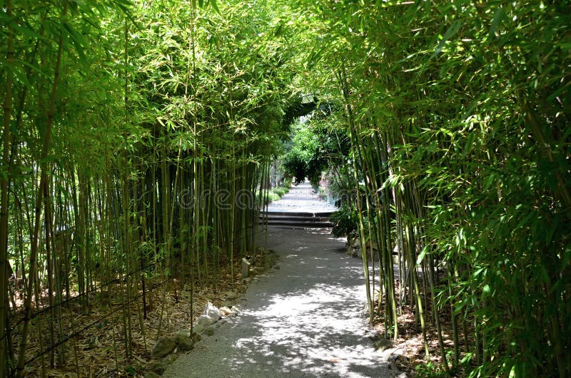 Bamboo plants around road stock image. Image of path 43072635