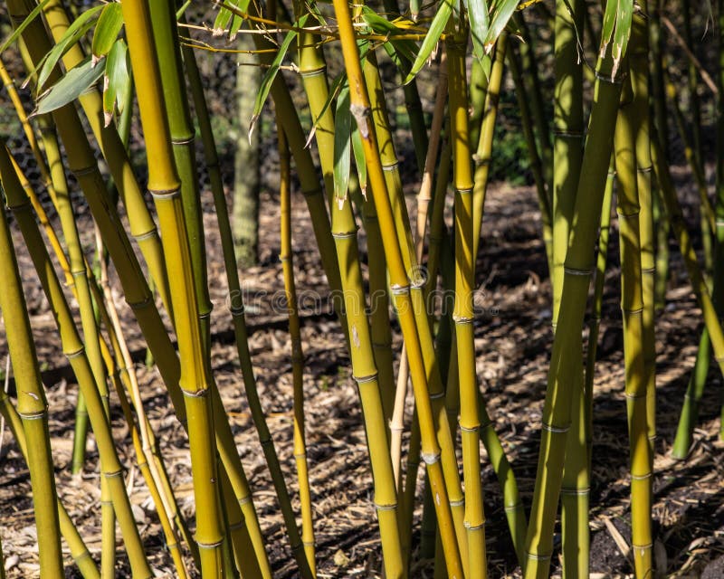 Bamboo Plants stock photo. Image of bamboo, wild, natural 280186422
