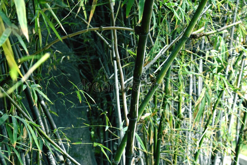 Bamboo Plants and Environment Stock Image Image of flower, branch