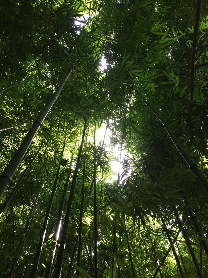 Bamboo Plants Growing on Kauai Island, Hawaii. Stock Photo Image of