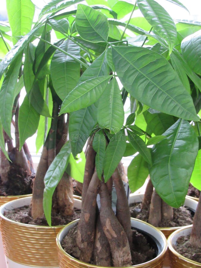 Bamboo plants stock image. Image of shrub, pots, lucky 266523221