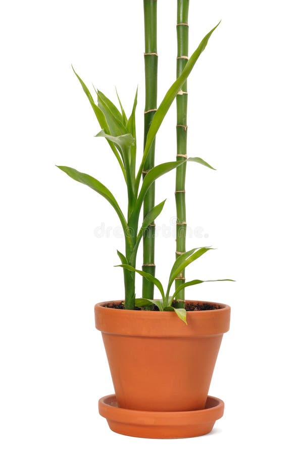 Bamboo in Black Vase stock photo. Image of curly, decoration 65462