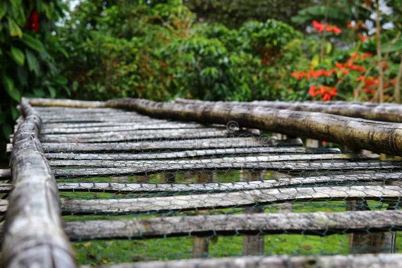 Bamboo raised beds stock photo. Image of grinding, coffee 91110884