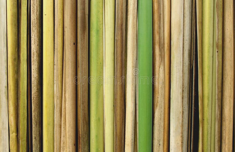 Bamboo Reeds Close-up