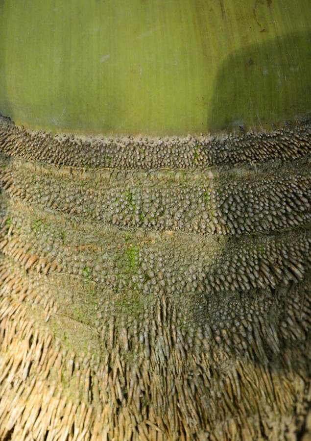 Bamboo root stock image. Image of time, weathered, root 45489091