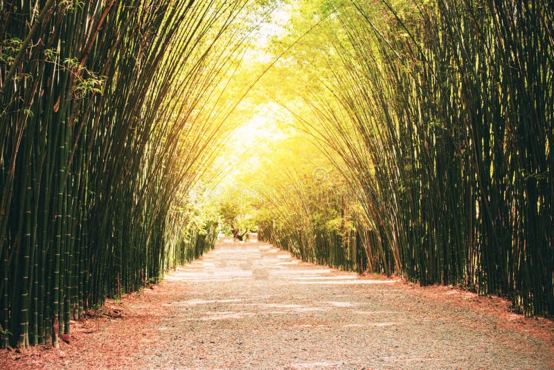 Bamboo is a Row of the Roadside. Stock Image Image of nature
