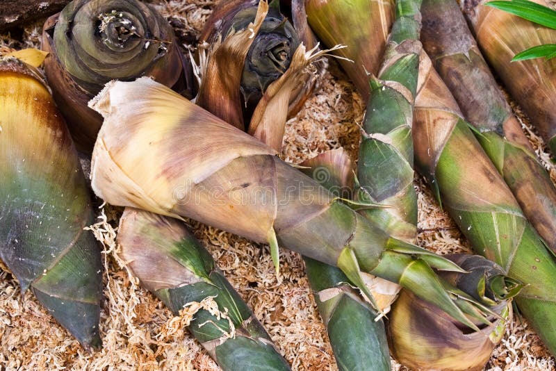 Bamboo shoot stock photo. Image of japan, japanese, shoot 19597410