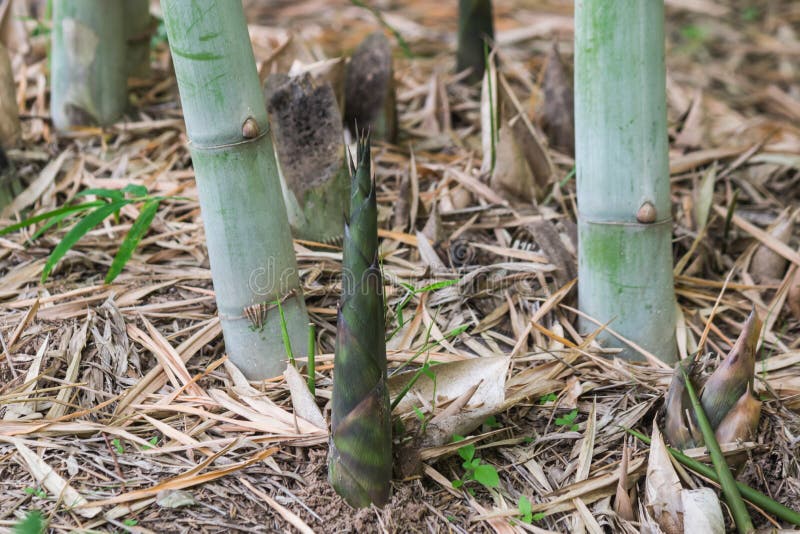 Bamboo shoot in garden stock image. Image of green, bamboo 77097397