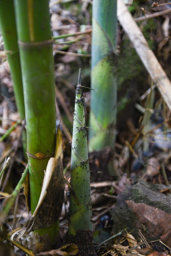 Bamboo Shoot Growing on Ground Stock Image Image of nature, asia