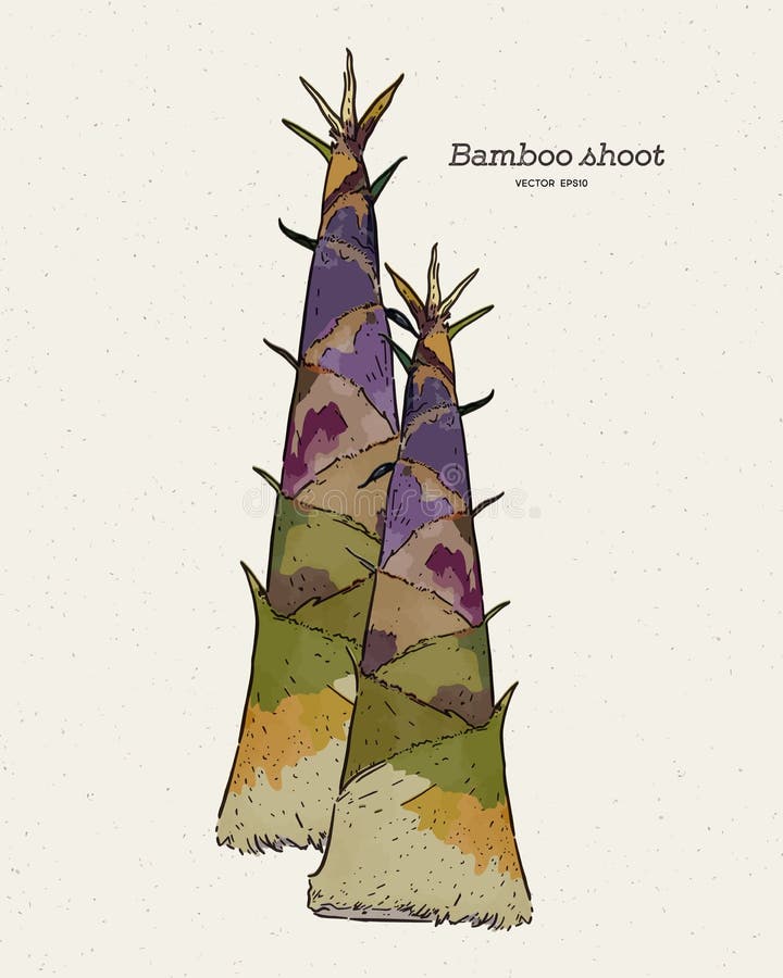 Bamboo Shoot, Hand Draw Sketch Vector. Stock Vector Illustration of draw, cultivation 194956367