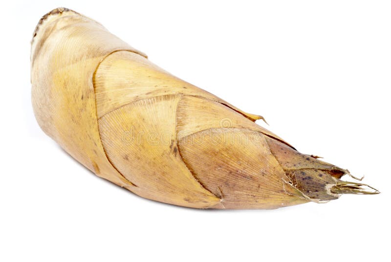 Bamboo shoot stock photo. Image of japan, japanese, shoot 19597410